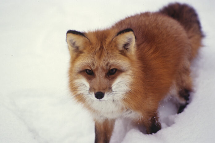 red fox red fox