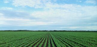 soybean field