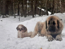 dogs in the snow