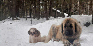 dogs in the snow