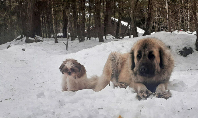 2023marchtarmacolumn dogs in the snow