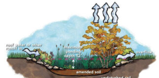 How a rain garden works