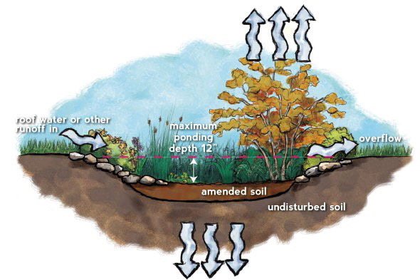 How a rain garden works How a rain garden works