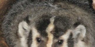 Badger