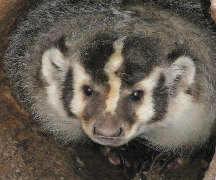 Badger Badger