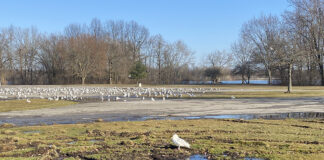 gulls