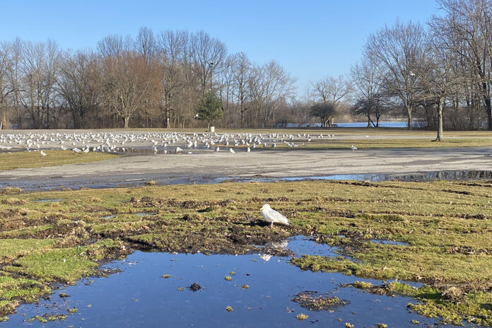 gulls gulls