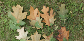 Oak wilt symptoms on oak leaves