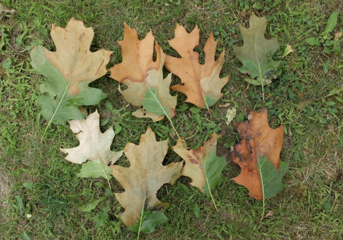 Oak wilt symptoms on oak leaves Oak wilt symptoms on oak leaves