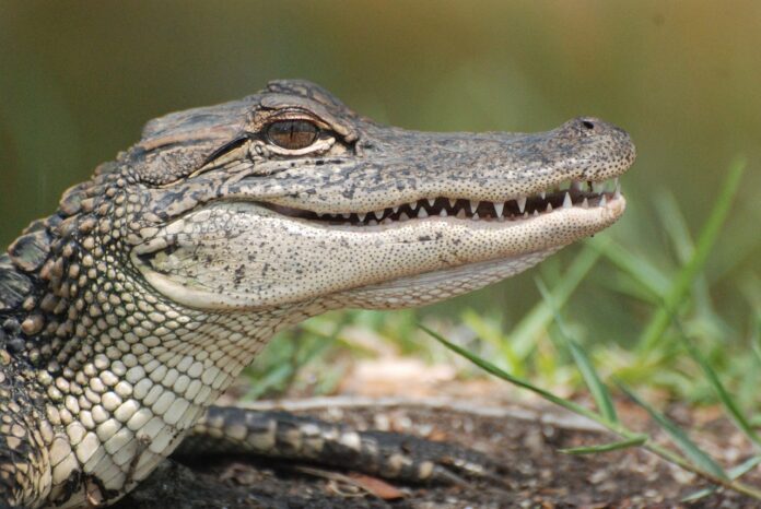 alligator alligator