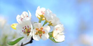 apple blossom