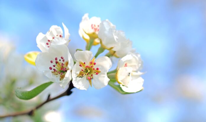 apple blossom apple blossom