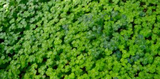 clover