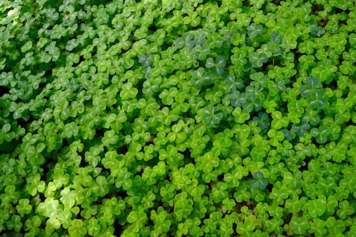 clover clover