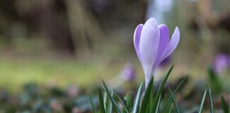 crocus
