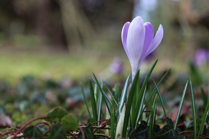 crocus crocus