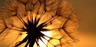 dandelion at sunset