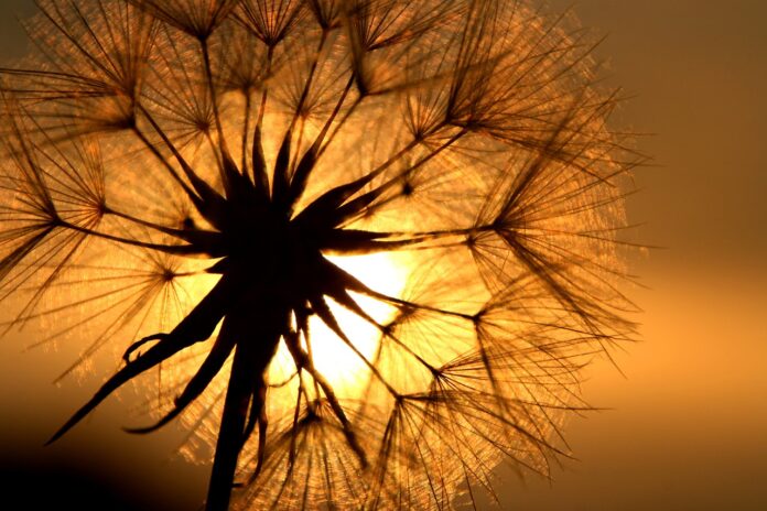 dandelion at sunset dandelion at sunset