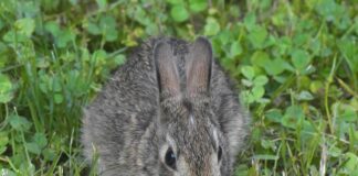 cottontail rabbit