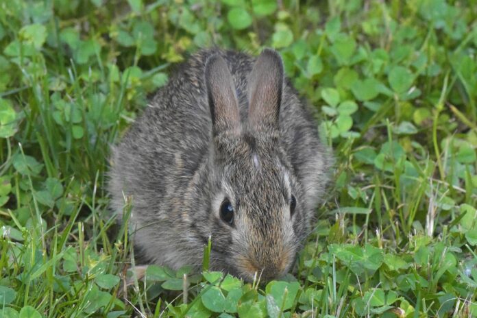 cottontail rabbit cottontail rabbit