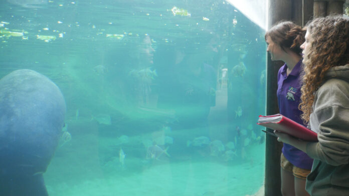 students watch stubby low rez Two students look at a manatee in a large aquarium at the Columbus zoo