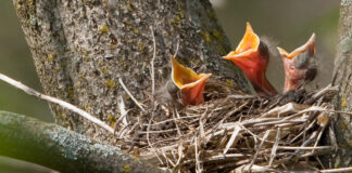 Robin nest