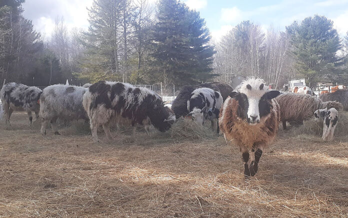 sheep sheep