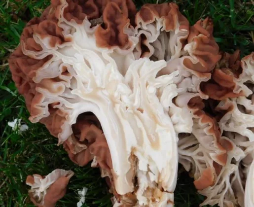 false morel stalk