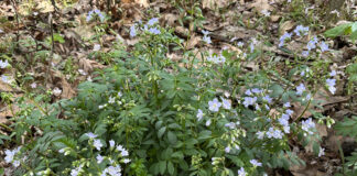 Spring ephemerals