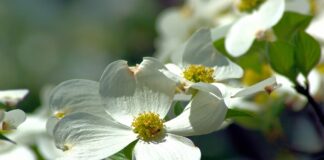 dogwood