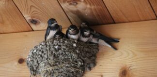 barn swallows