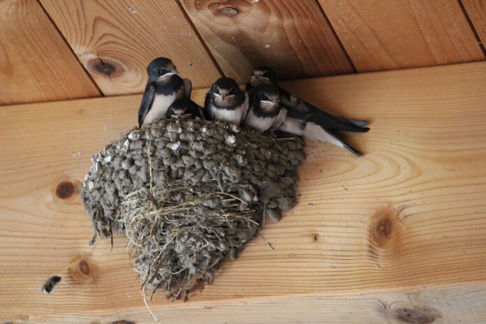 barn swallows barn swallows