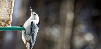 white-breasted nuthatch