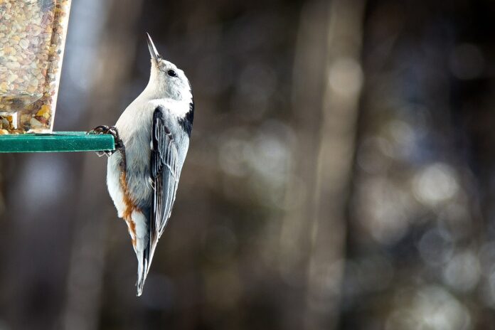 white-breasted nuthatch white-breasted nuthatch