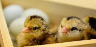 chicks