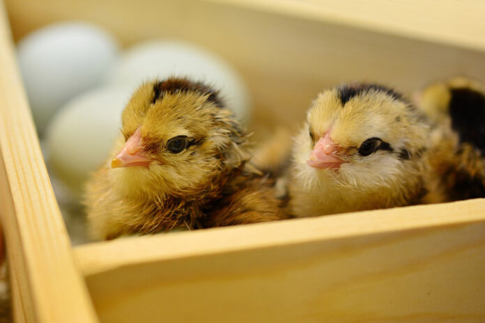 chicks chicks
