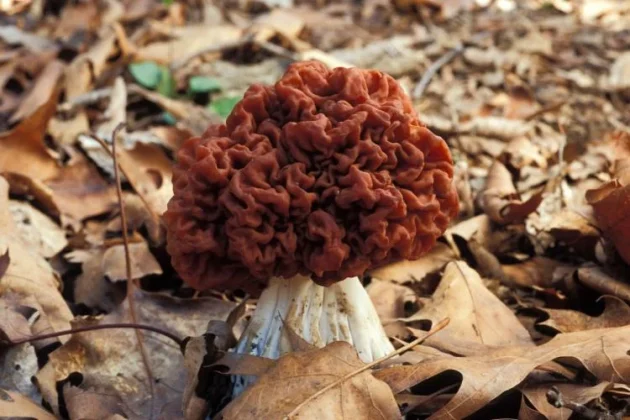 Big red false morel