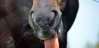 horse