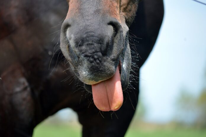 horse horse