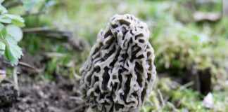 morel mushroom