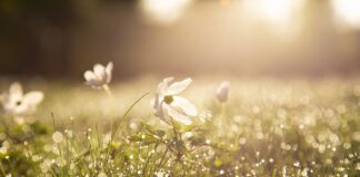 spring dew