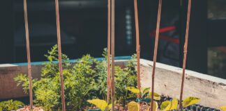 raised bed garden