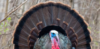 male turkey