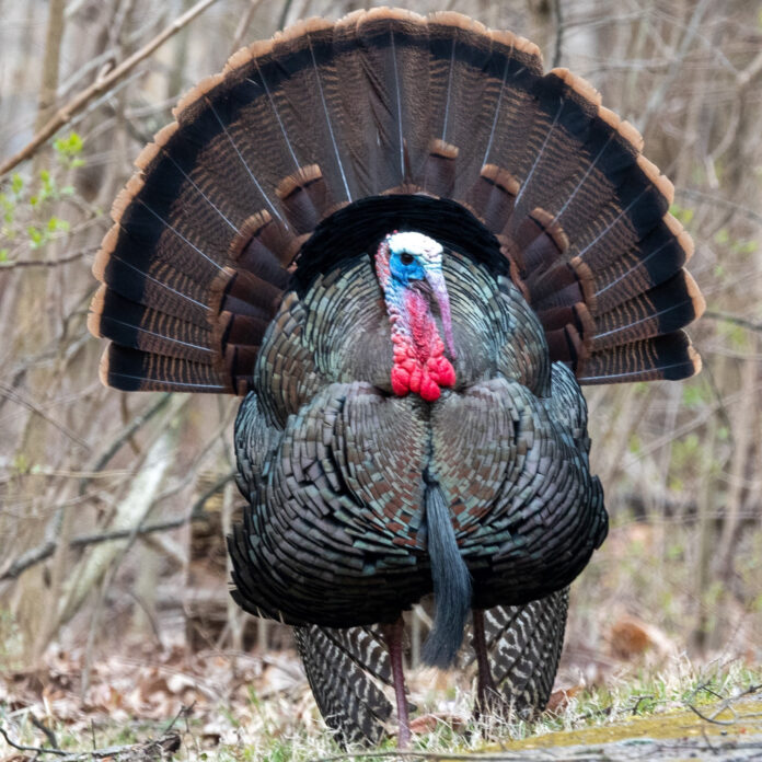 male turkey male turkey