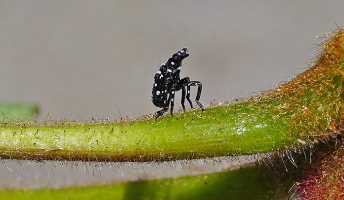 spotted lanternfly as an early instar nymph spotted lanternfly as an early instar nymph