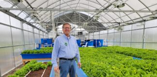 a man stands in a greenhouse, surrounded by bright green lettuce plants