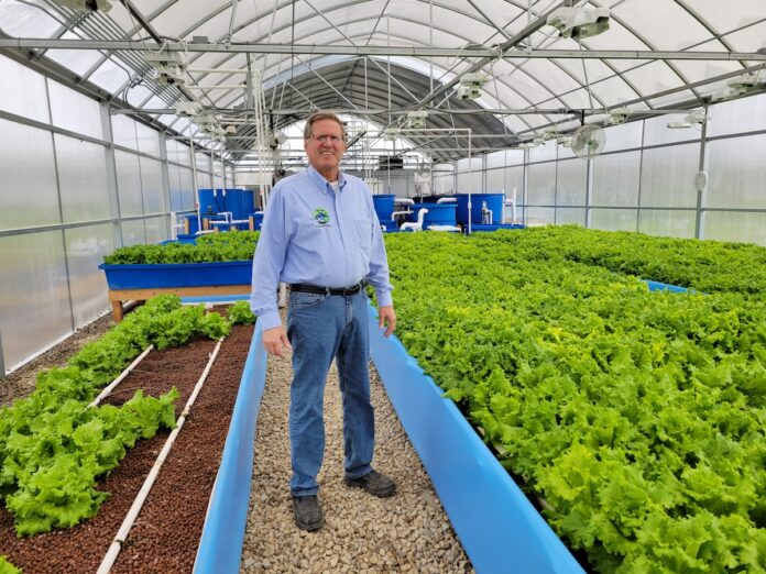cave creek doug a man stands in a greenhouse, surrounded by bright green lettuce plants
