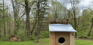 nest box