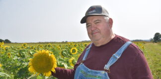 dave brandt, a guru in no-till farming practices, stands wearing blue jean bib overalls in a field of sunflowers