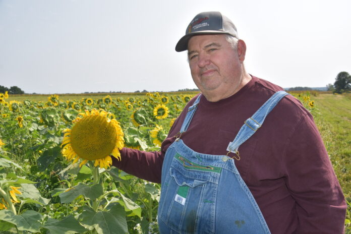 David Brandt Dave brandt dave brandt, a guru in no-till farming practices, stands wearing blue jean bib overalls in a field of sunflowers